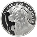 Najlepszy Przyjaciel Człowieka Labrador Retriever