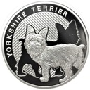 Najlepszy Przyjaciel Człowieka Yorkshire Terrier